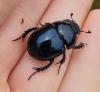 Trypocopris pyrenaeus